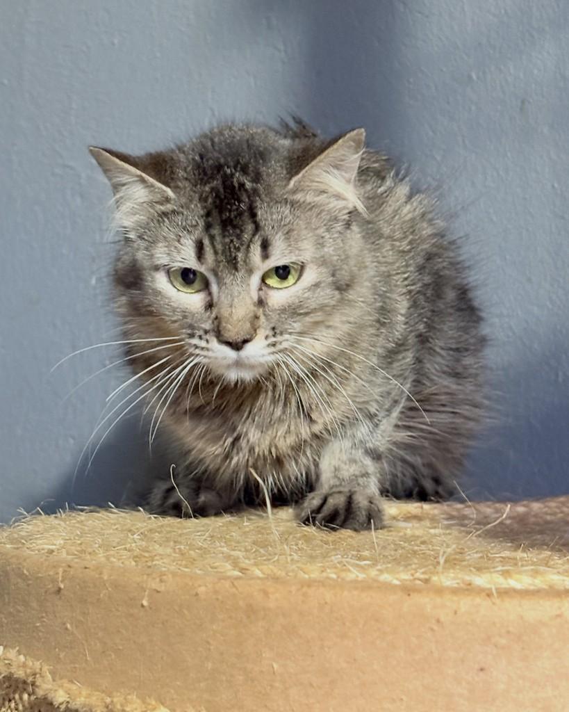 Cheetara, gata de porte médio para adoção em Brasília - DF