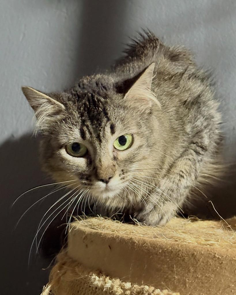 Cheetara, gata de porte médio para adoção em Brasília - DF — foto 5 de 5