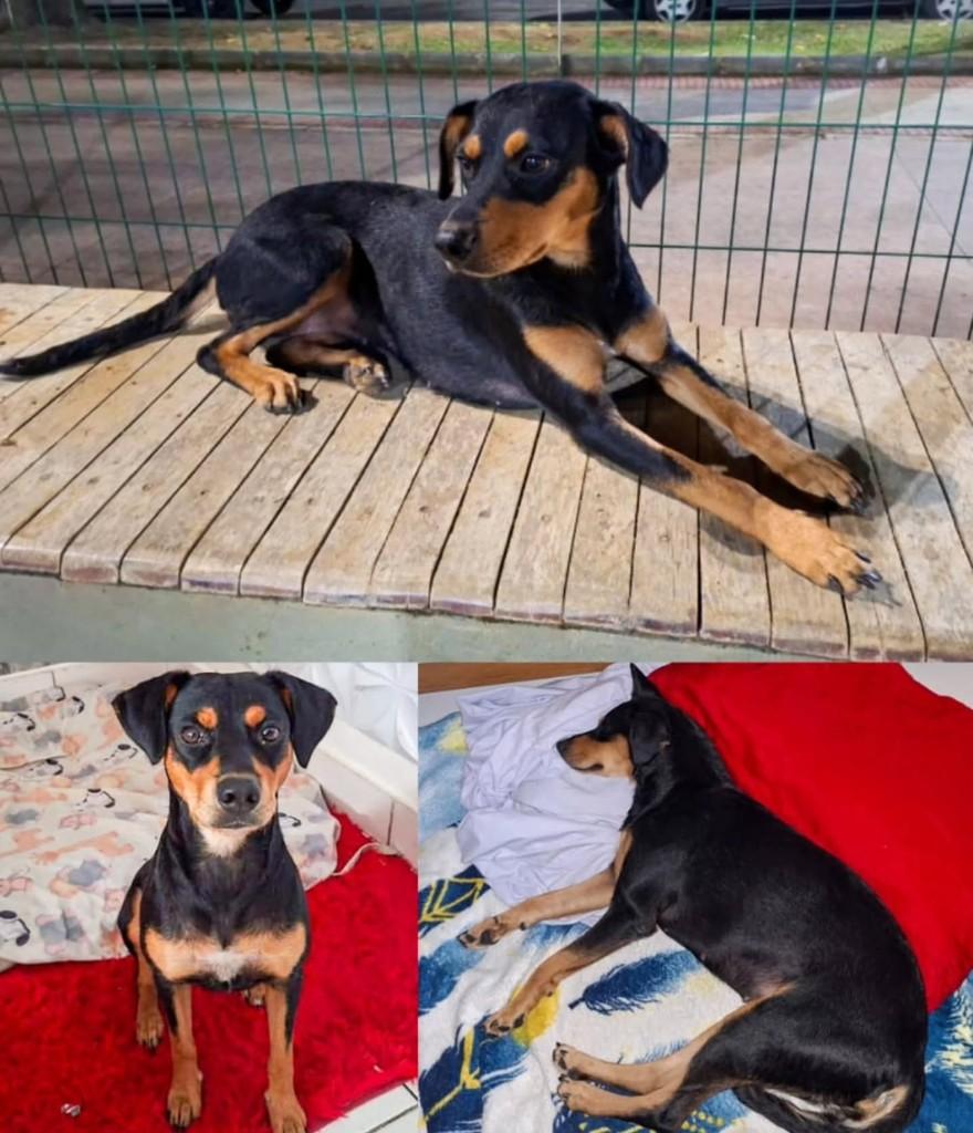 Cacau, cadela de porte médio para adoção em Vila Velha - ES