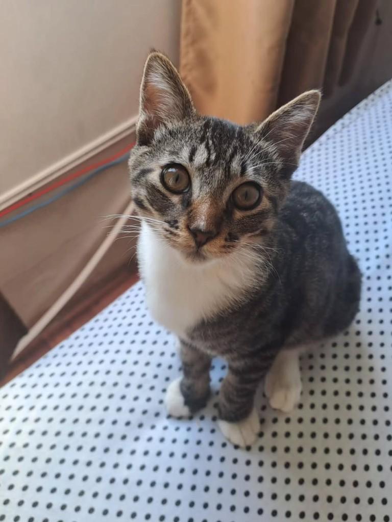 Gatuxo, gato de porte pequeno para adoção em Vila Velha - ES