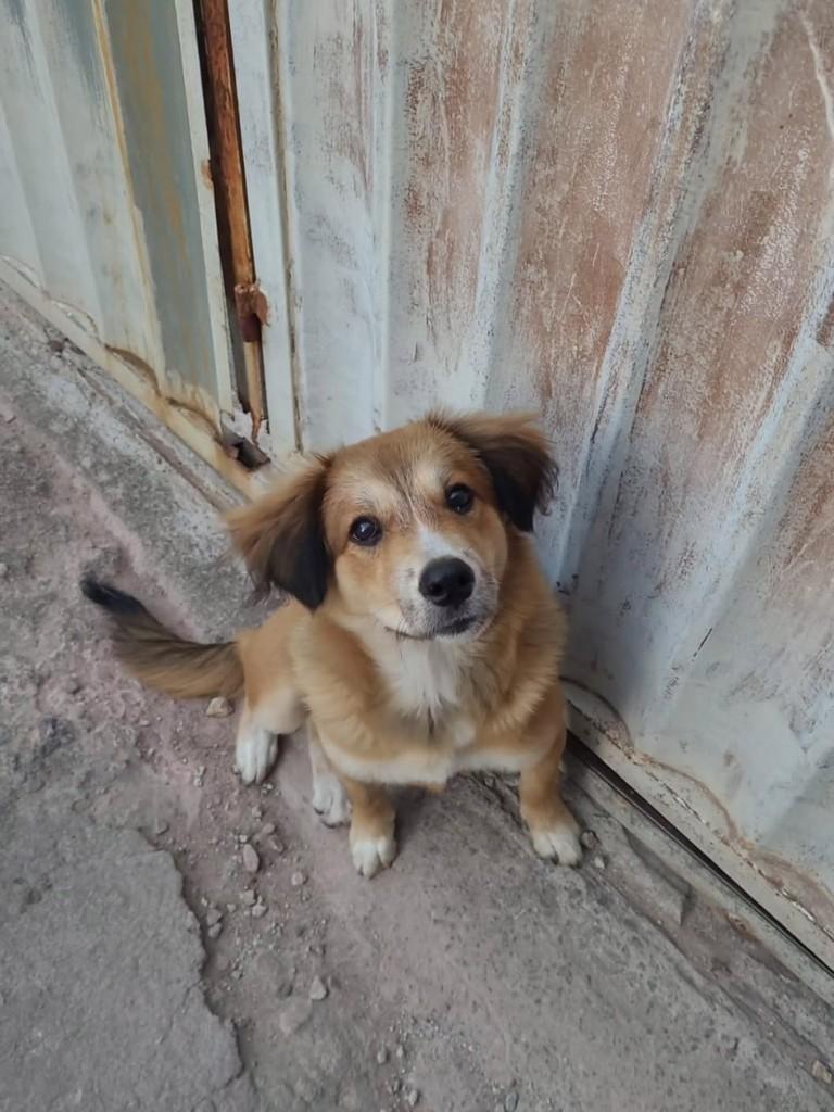 Fofinha, cadela de porte pequeno para adoção em Vila Velha - ES