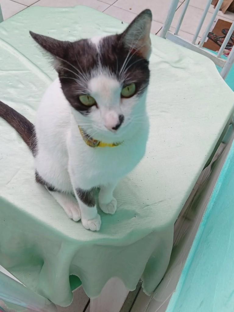 Mel, gata de porte pequeno para adoção em Vila Velha - ES