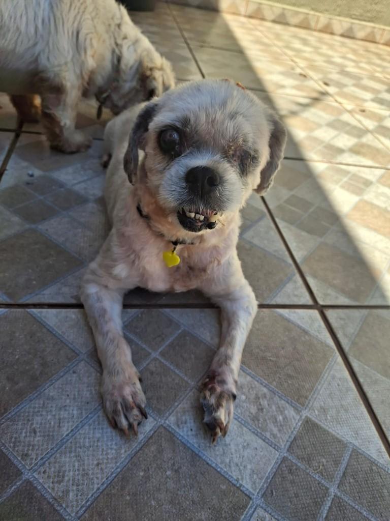 Eva, cachorro de porte pequeno para adoção em Pirassununga - SP