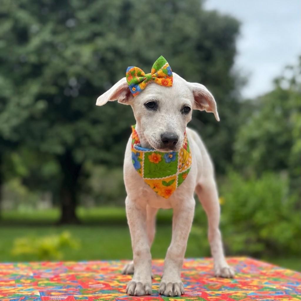 Pompom, cachorro de porte pequeno para adoção em Camaragibe - PE