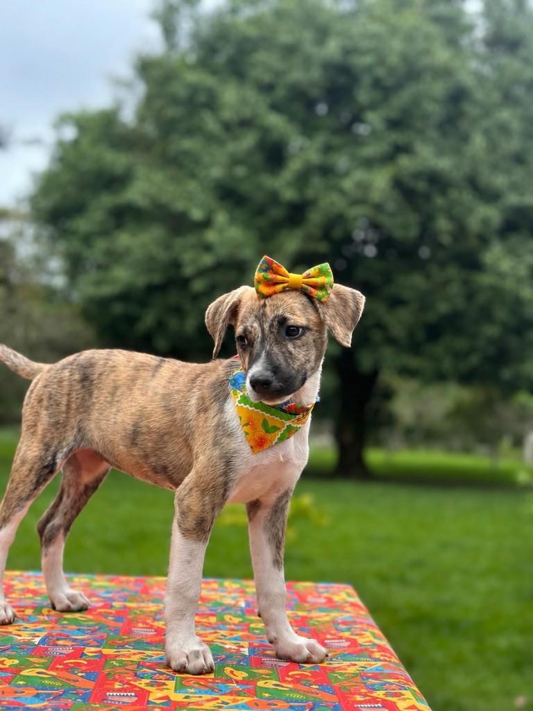 Julieta, cachorro de porte pequeno para adoção em Camaragibe - PE