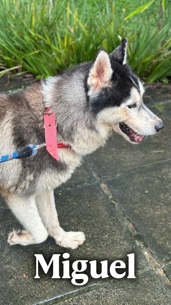 Miguel, cachorro de porte grande para adoção em Camaragibe - PE