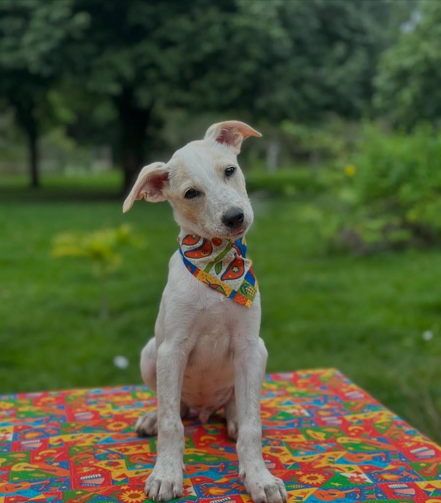 Raul, cachorro de porte pequeno para adoção em Camaragibe - PE