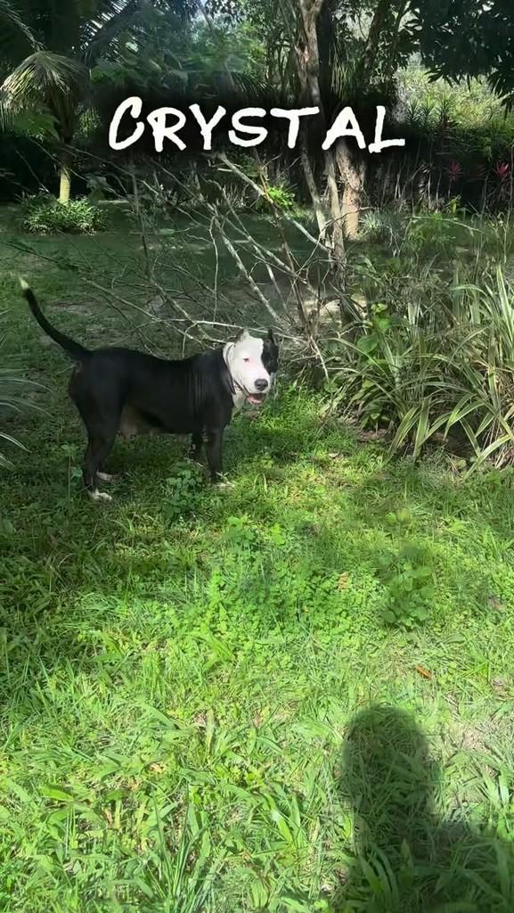 Crystal, cachorro de porte médio para adoção em Camaragibe - PE