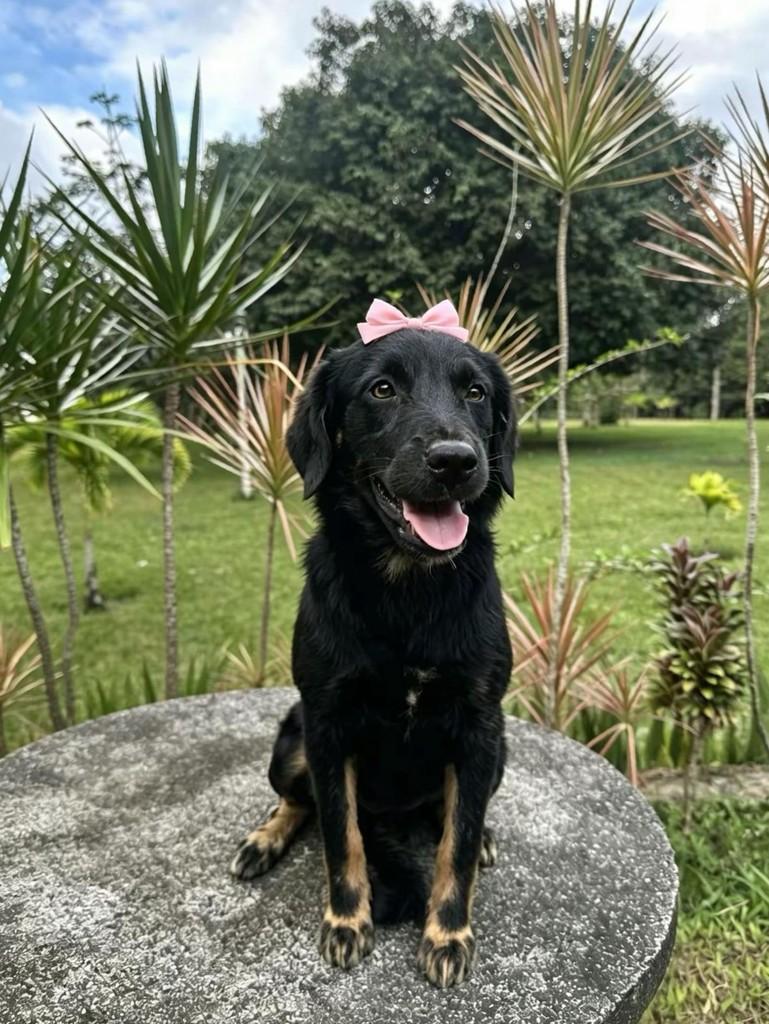 Chanel, cadela de porte pequeno para adoção em Camaragibe - PE