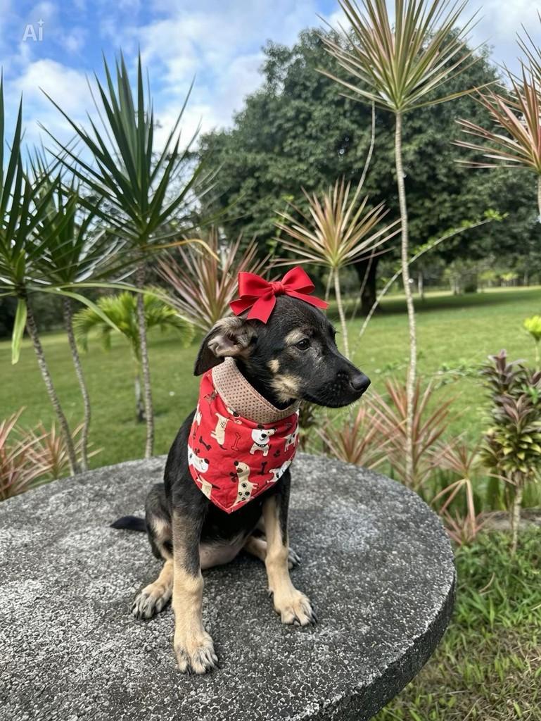 Zara, cadela de porte pequeno para adoção em Camaragibe - PE