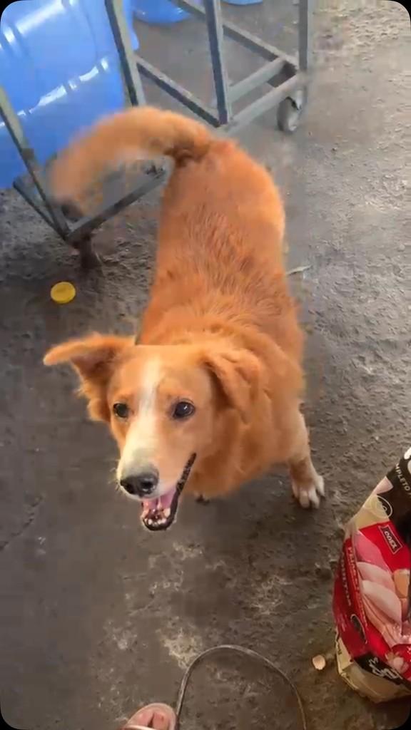 Olaf, cachorro de porte médio para adoção em Camaragibe - PE
