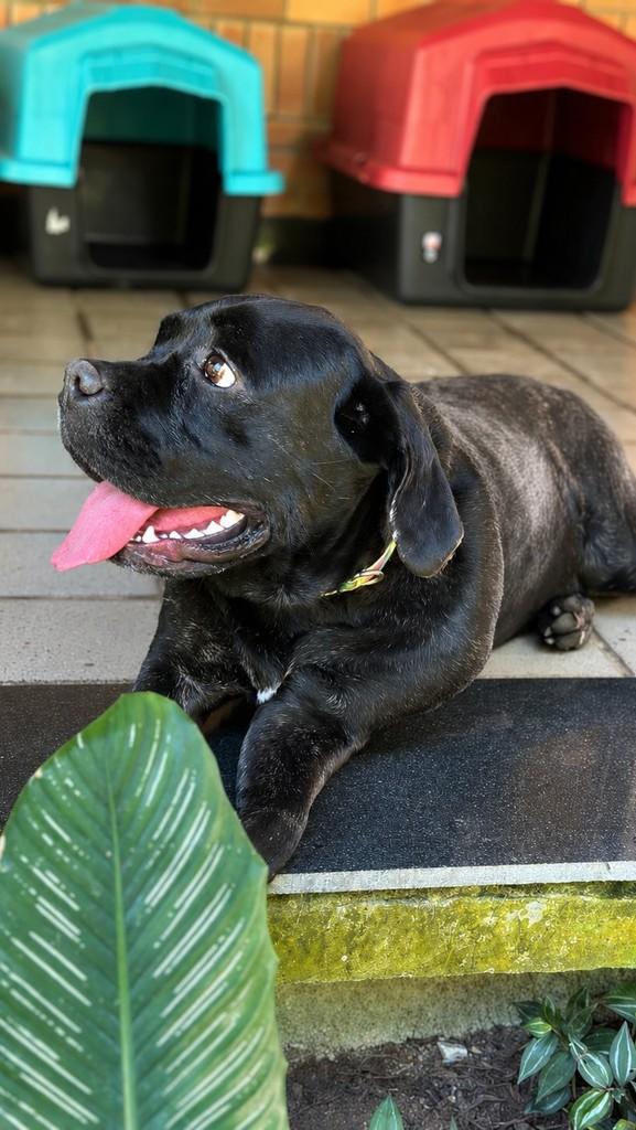 Charlotte, cachorro de porte grande para adoção em Camaragibe - PE