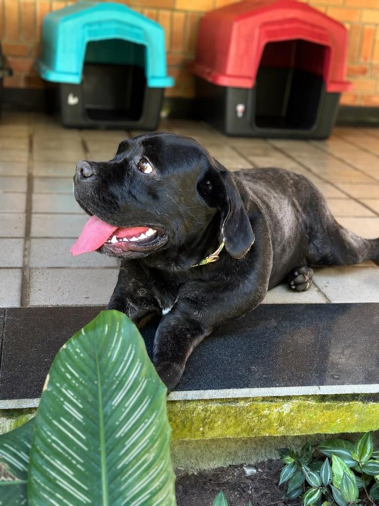 Charllote, cachorro de porte grande para adoção em Camaragibe - PE