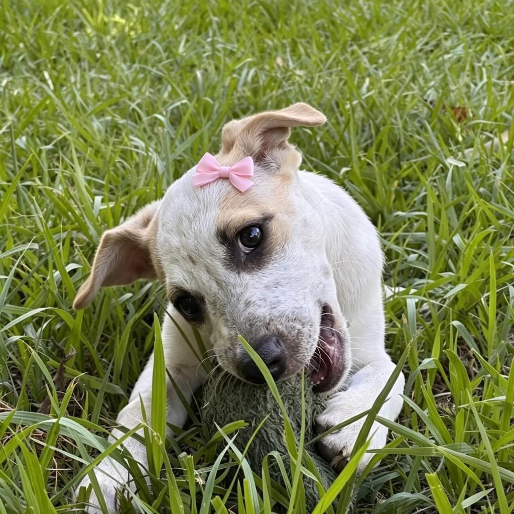 Duda, cachorro de porte pequeno para adoção em Camaragibe - PE