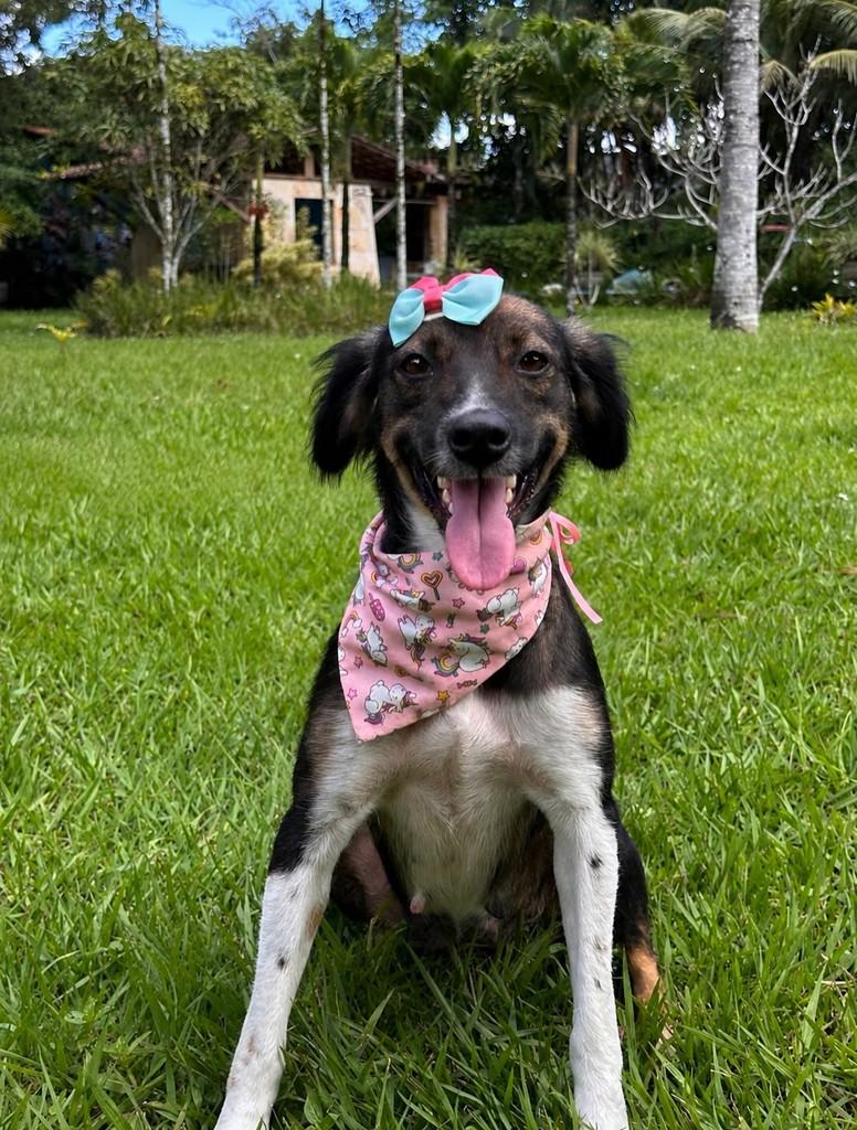 Sereia, cachorro de porte médio para adoção em Camaragibe - PE