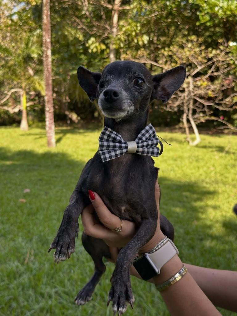 Fernandinho, cachorro de porte pequeno para adoção em Camaragibe - PE
