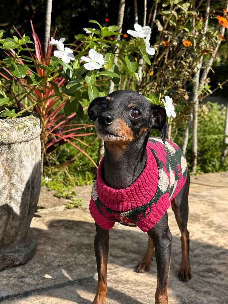 Amora, cachorro de porte pequeno para adoção em Camaragibe - PE