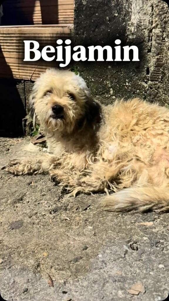 Beijamin, cachorro de porte médio para adoção em Camaragibe - PE