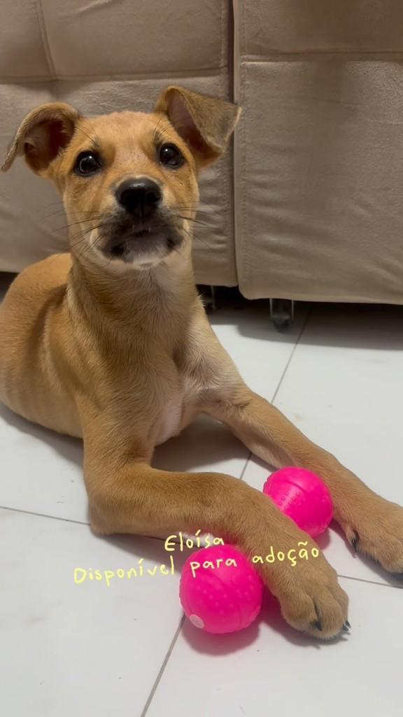 Heloísa, cachorro de porte pequeno para adoção em Camaragibe - PE