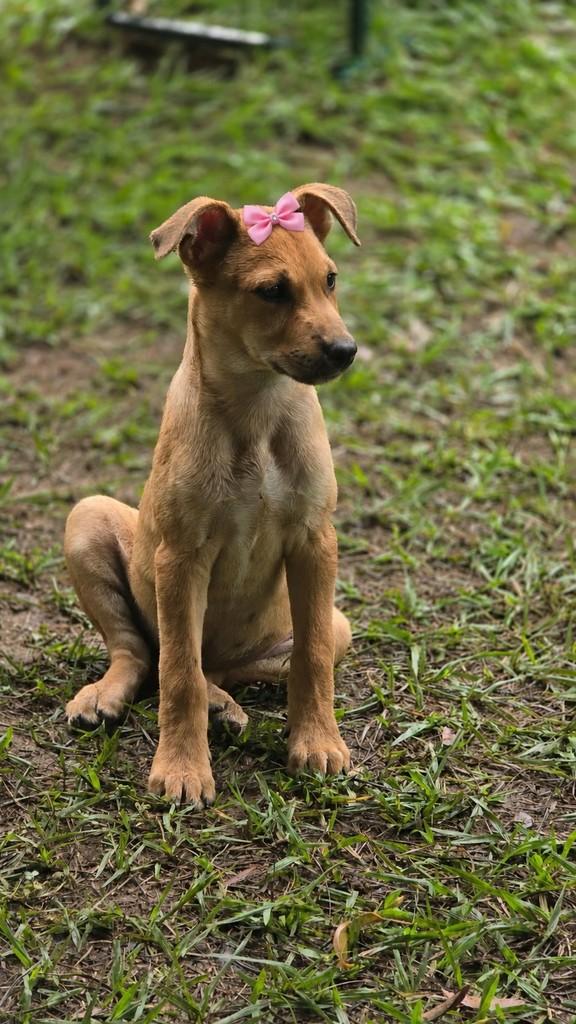 Eloísa, cachorro de porte pequeno para adoção em Camaragibe - PE