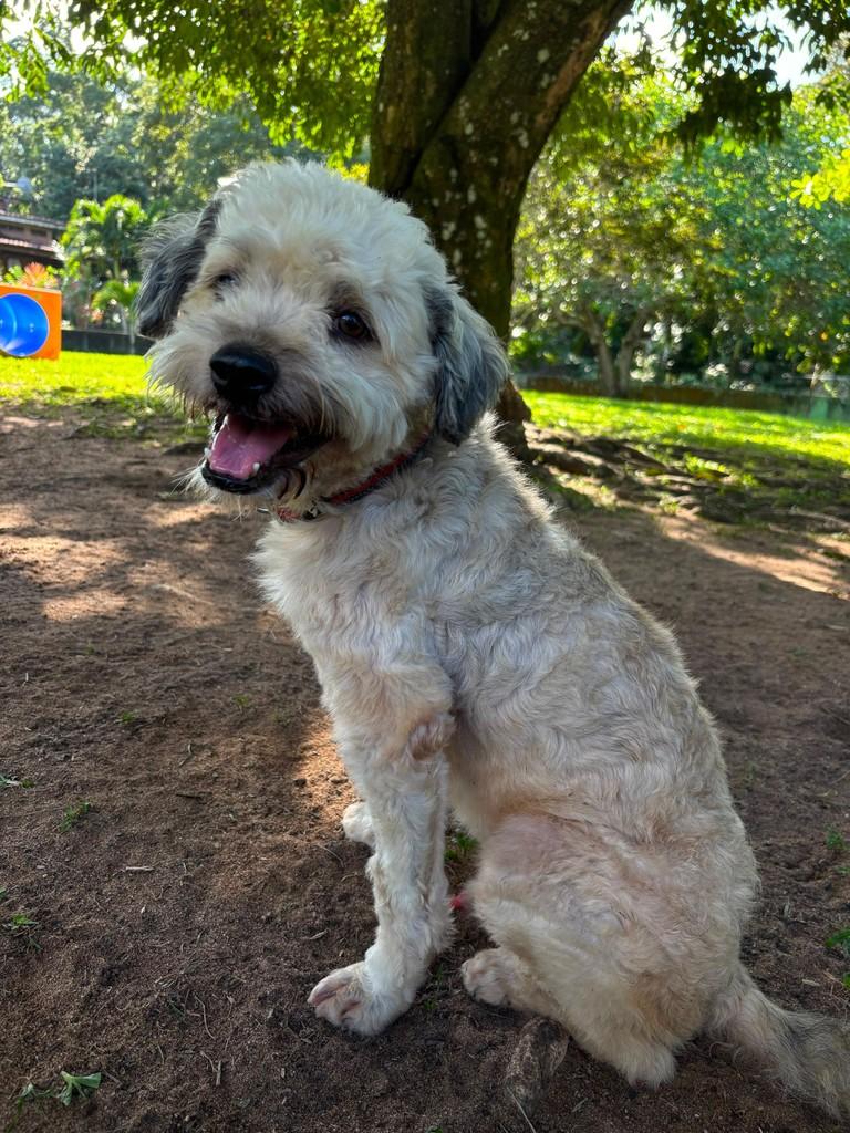 Benjamin, cachorro de porte pequeno para adoção em Camaragibe - PE