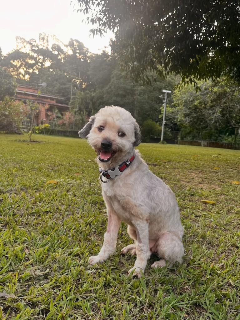 Benjamin, cachorro de porte pequeno para adoção em Camaragibe - PE — foto 2 de 7