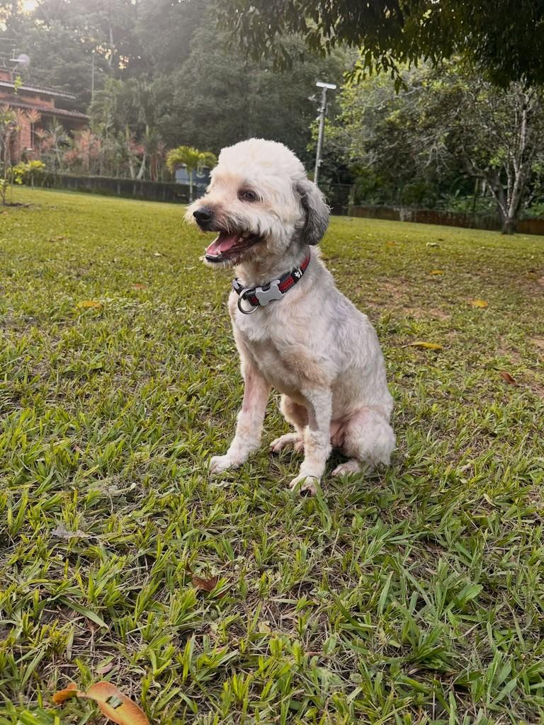 Benjamin, cachorro de porte pequeno para adoção em Camaragibe - PE — foto 3 de 7