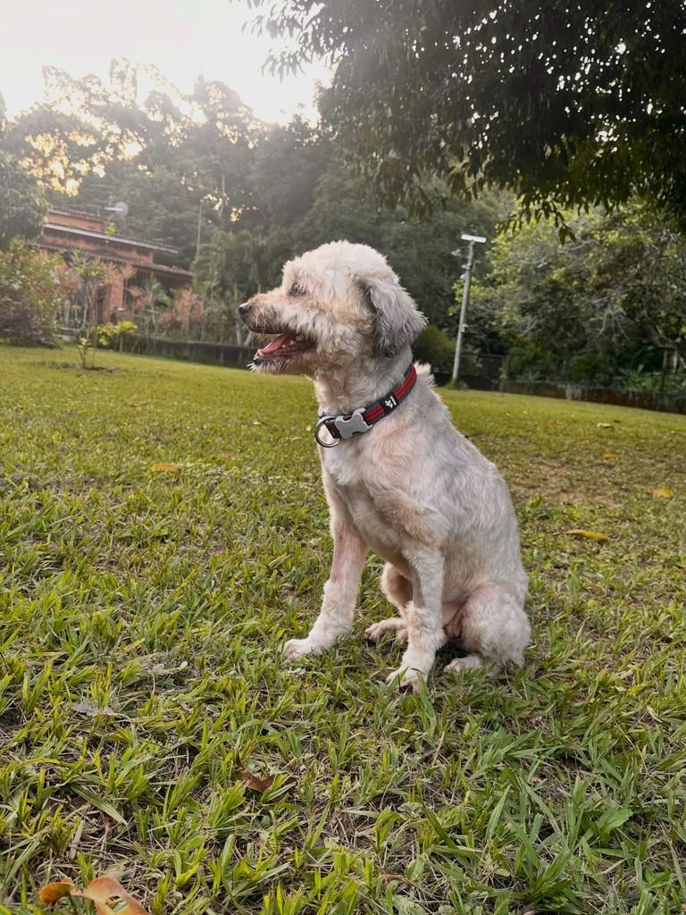 Benjamin, cachorro de porte pequeno para adoção em Camaragibe - PE — foto 4 de 7