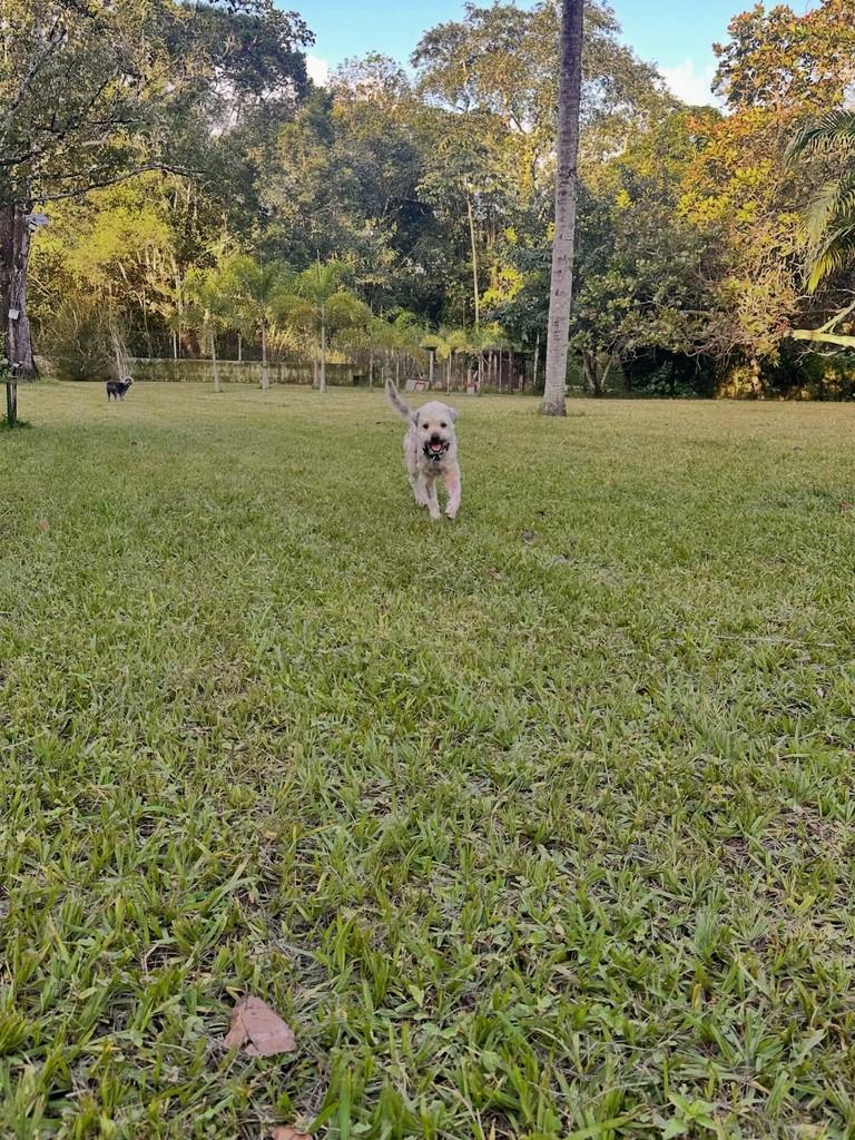 Benjamin, cachorro de porte pequeno para adoção em Camaragibe - PE — foto 5 de 7
