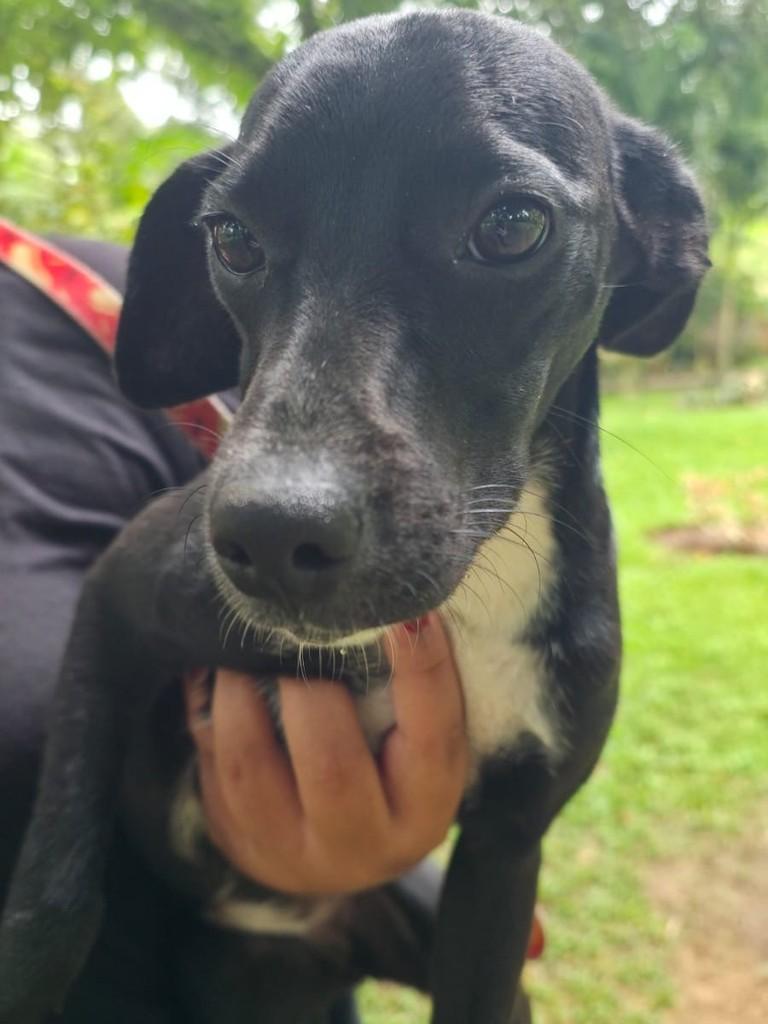 Lili, cachorro de porte pequeno para adoção em Camaragibe - PE