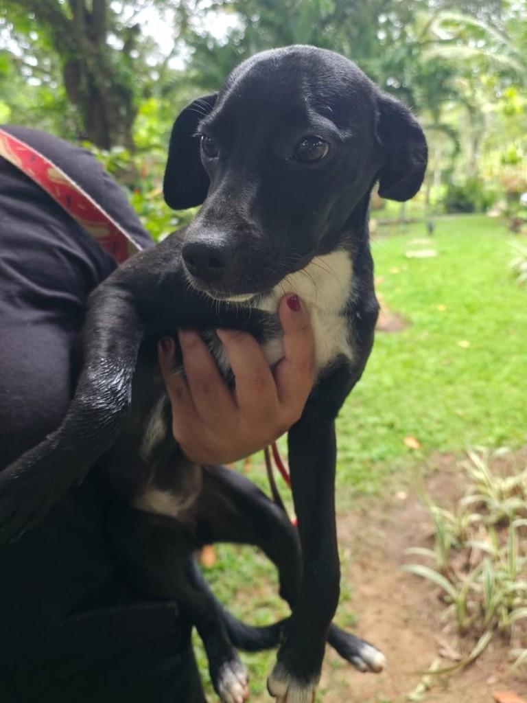 Lili, cachorro de porte pequeno para adoção em Camaragibe - PE — foto 2 de 2