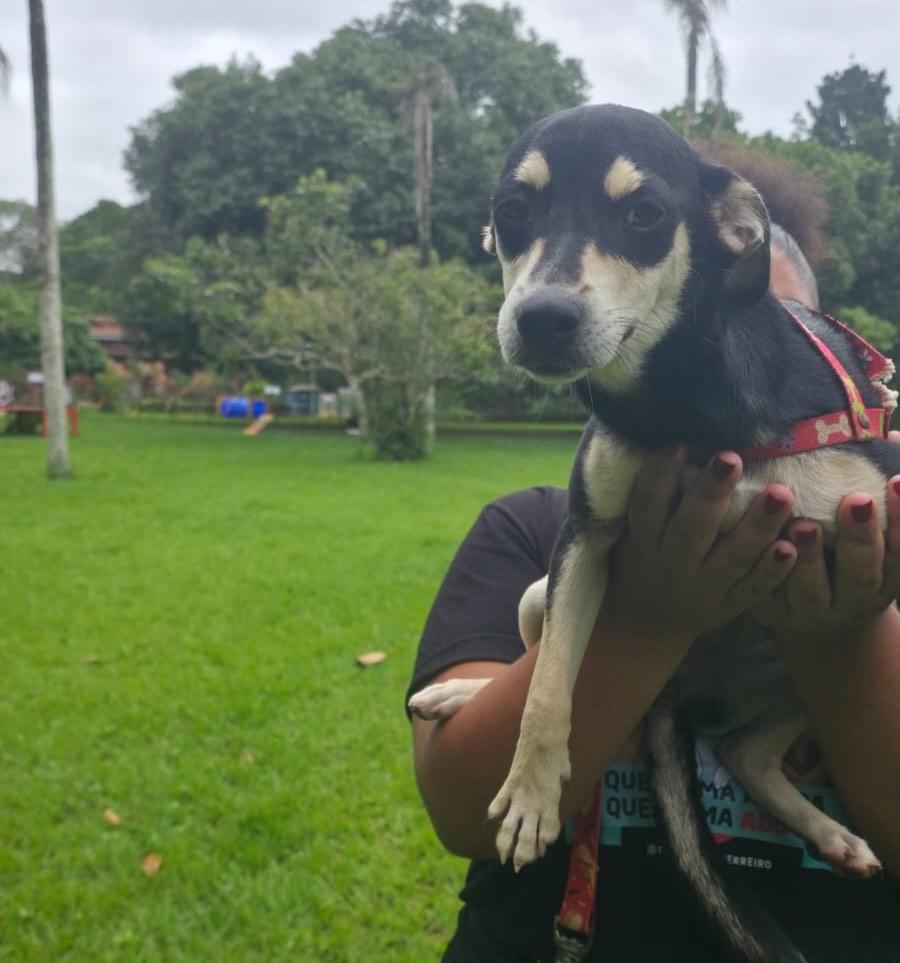Eva, cachorro de porte pequeno para adoção em Camaragibe - PE