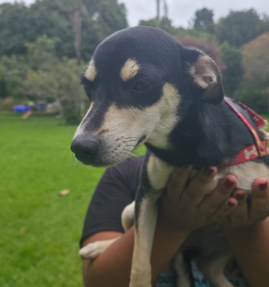 Eva, cachorro de porte pequeno para adoção em Camaragibe - PE — foto 2 de 2