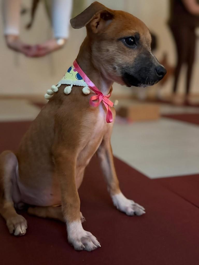 Atena, cachorro de porte pequeno para adoção em Camaragibe - PE