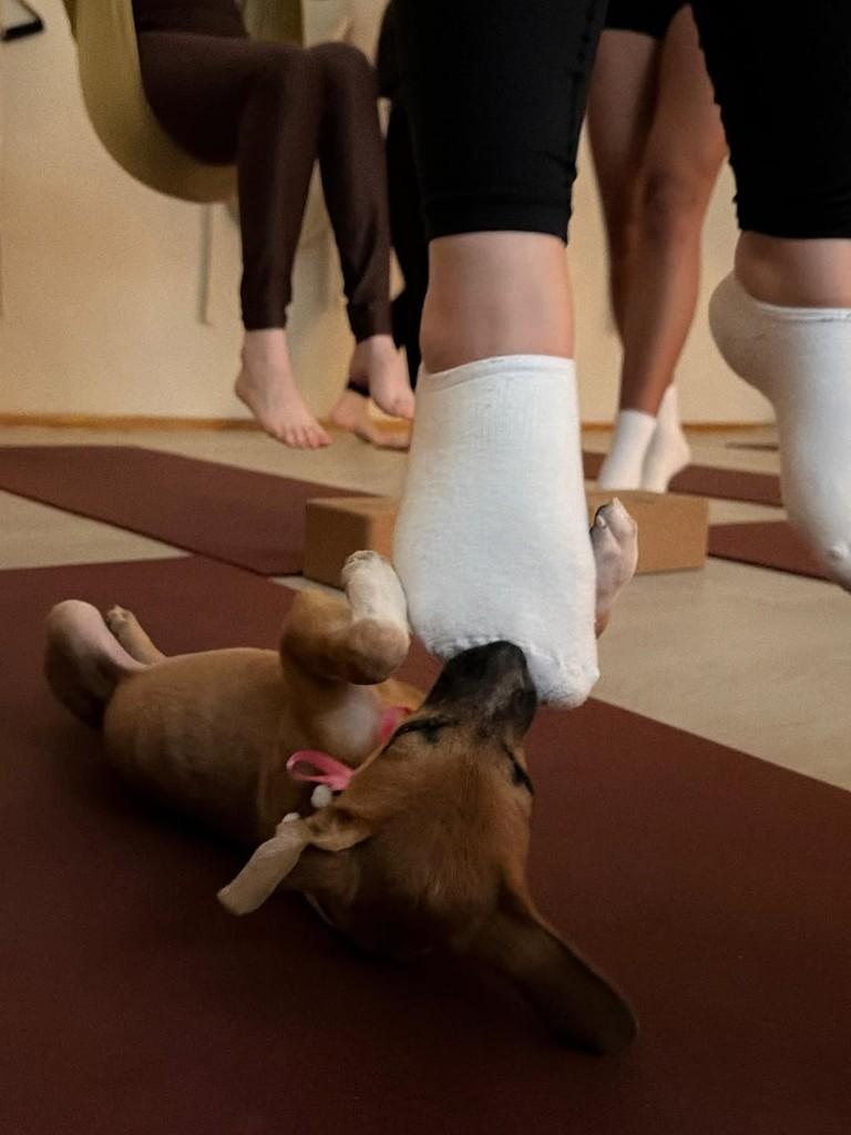 Atena, cachorro de porte pequeno para adoção em Camaragibe - PE — foto 2 de 2