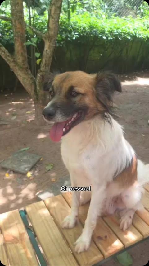 Ralf, cachorro de porte médio para adoção em Camaragibe - PE