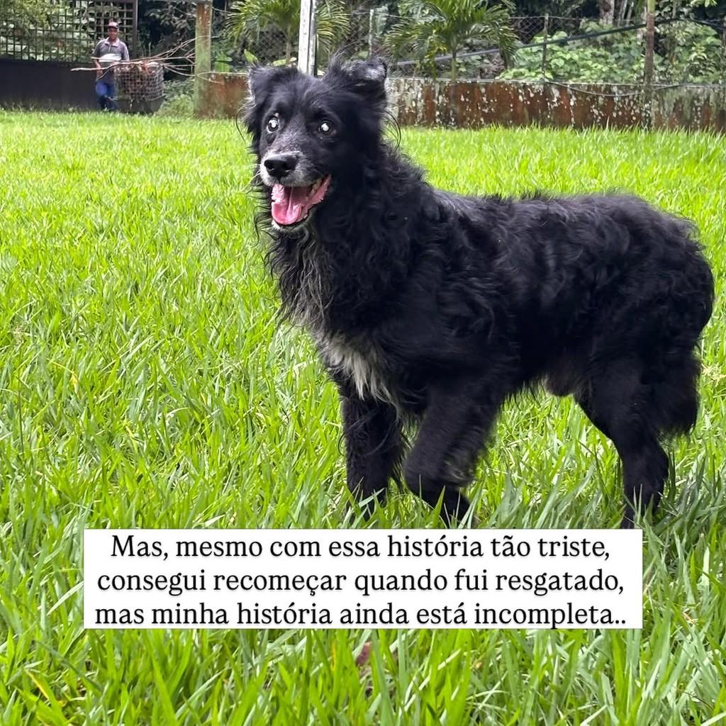 Bento, cachorro de porte médio para adoção em Camaragibe - PE