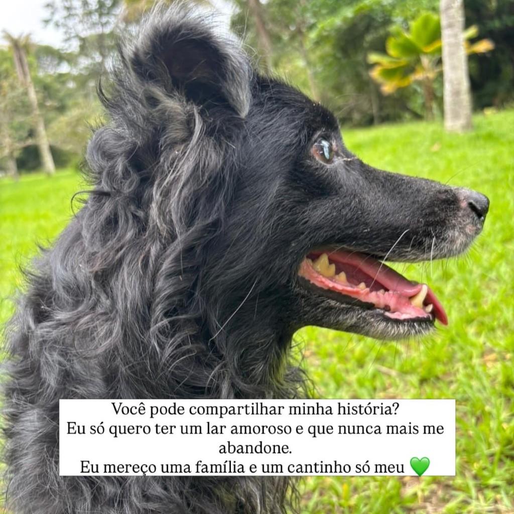 Bento, cachorro de porte médio para adoção em Camaragibe - PE — foto 2 de 2