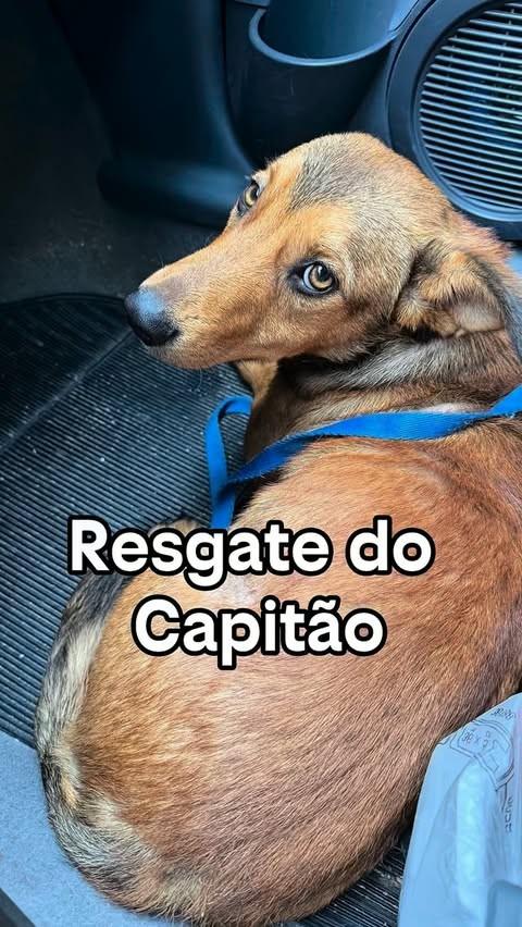 Capitão, cachorro de porte pequeno para adoção em Santo André - SP
