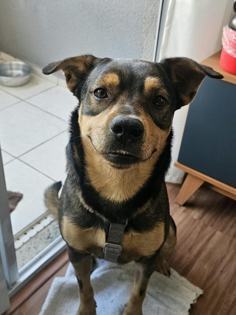 Ração, cachorro de porte grande para adoção em Santo André - SP