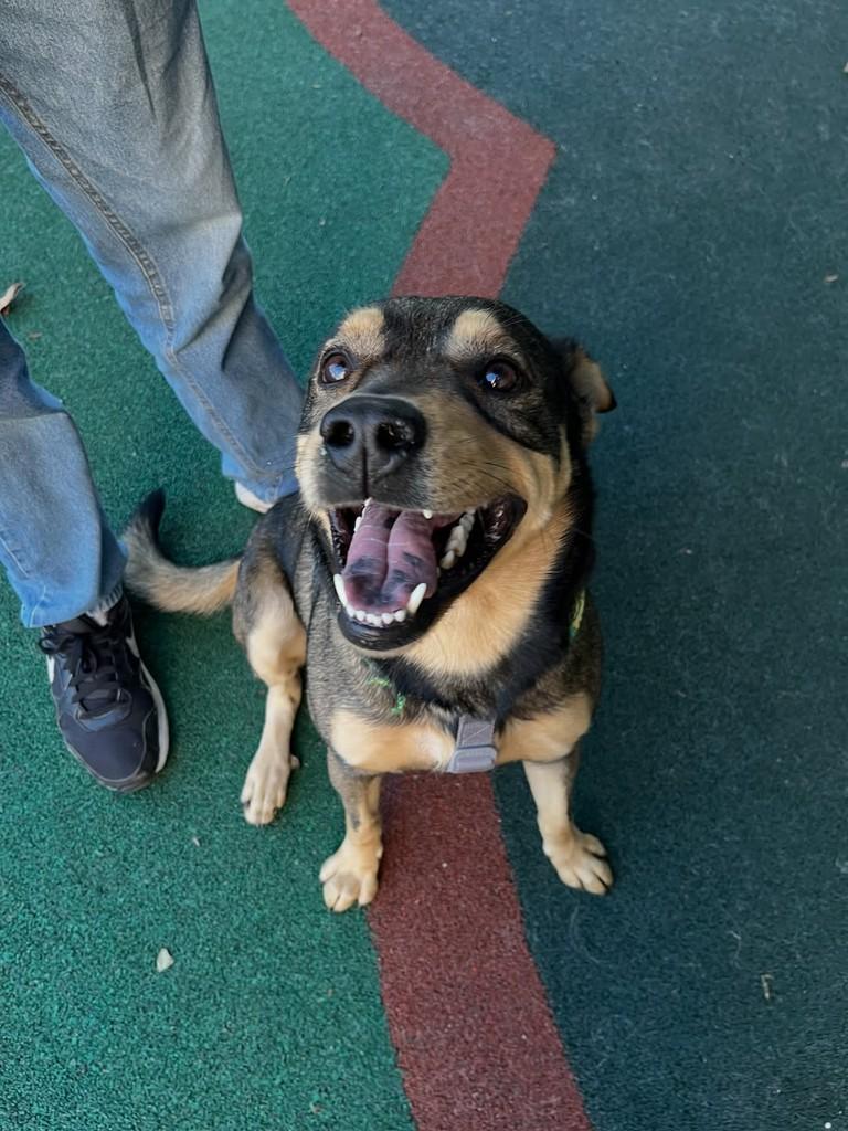 Ração, cachorro de porte grande para adoção em Santo André - SP — foto 2 de 3