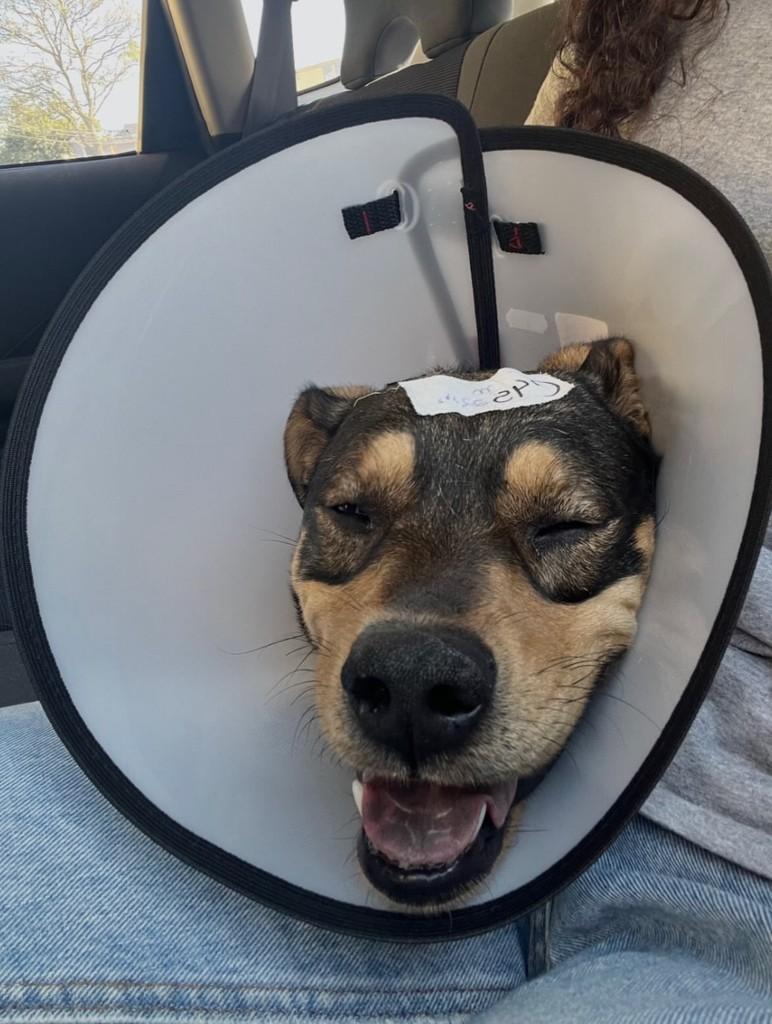 Ração, cachorro de porte grande para adoção em Santo André - SP — foto 3 de 3