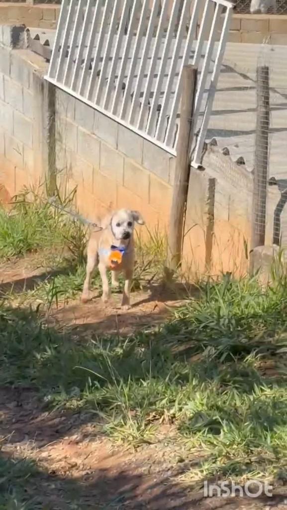 Benji, cachorro de porte pequeno para adoção em Atibaia - SP