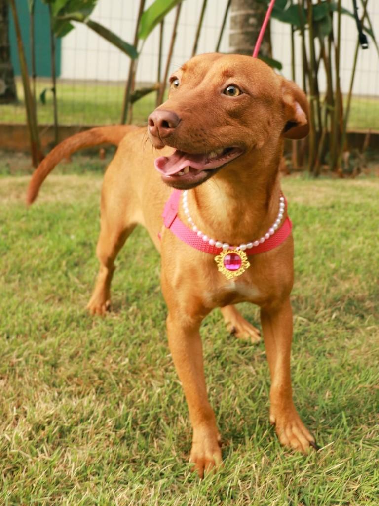 Honey, cadela de porte pequeno para adoção em Toledo - PR