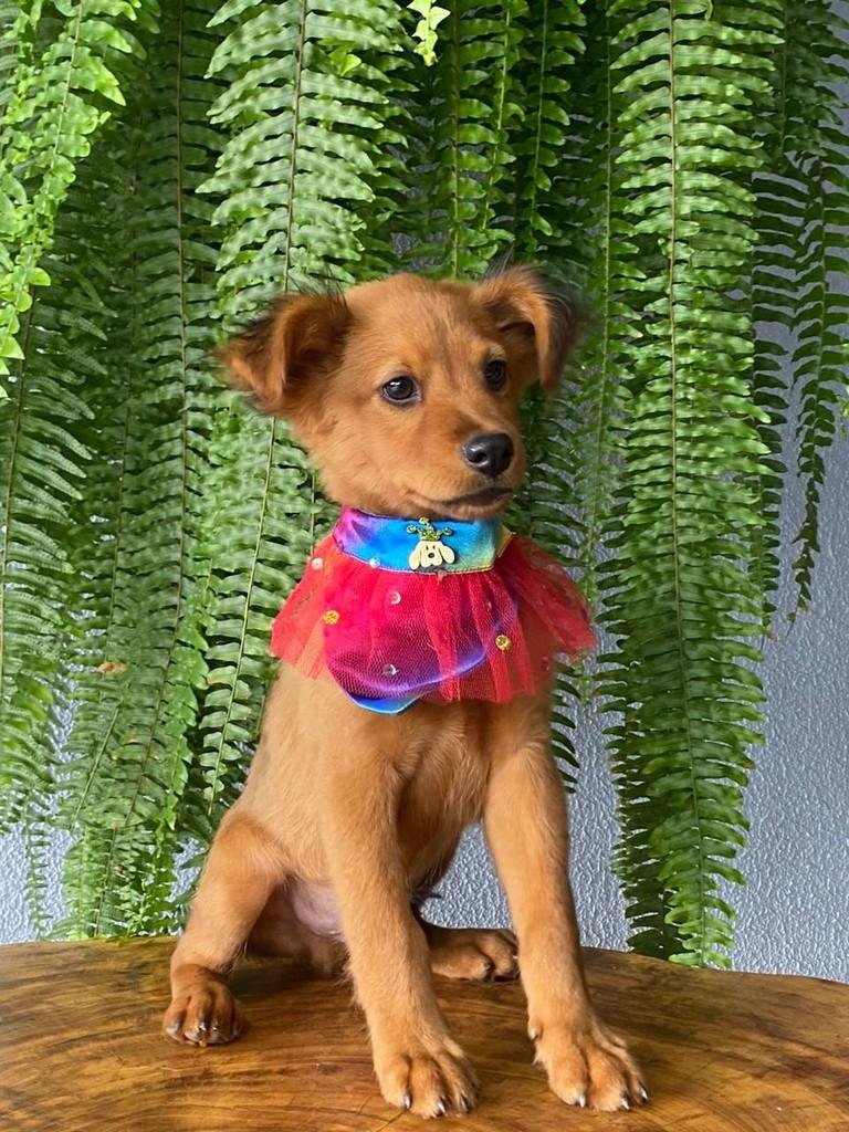 Jorge, cachorro de porte pequeno para adoção em Toledo - PR
