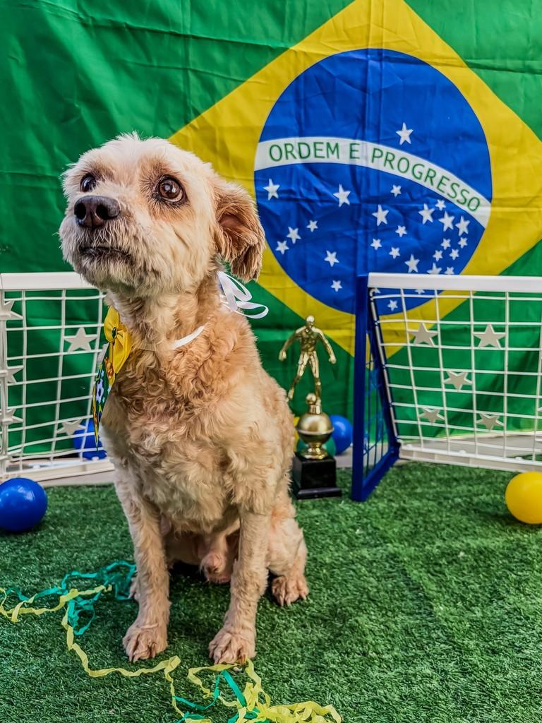Jimmy, cachorro de porte pequeno para adoção em Toledo - PR