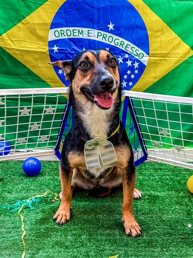 Belinha, cadela de porte pequeno para adoção em Toledo - PR