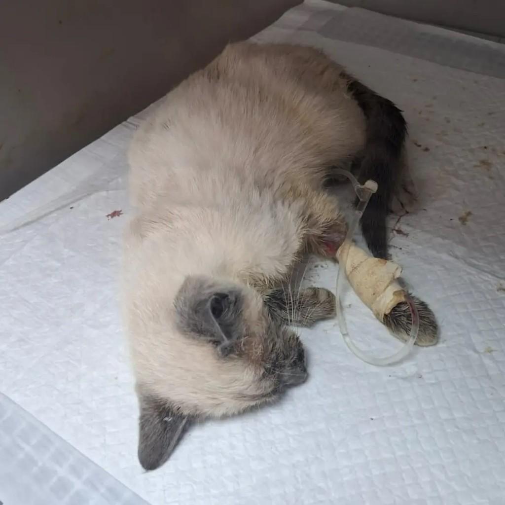 Aparecido, gato de porte pequeno para adoção em Toledo - PR