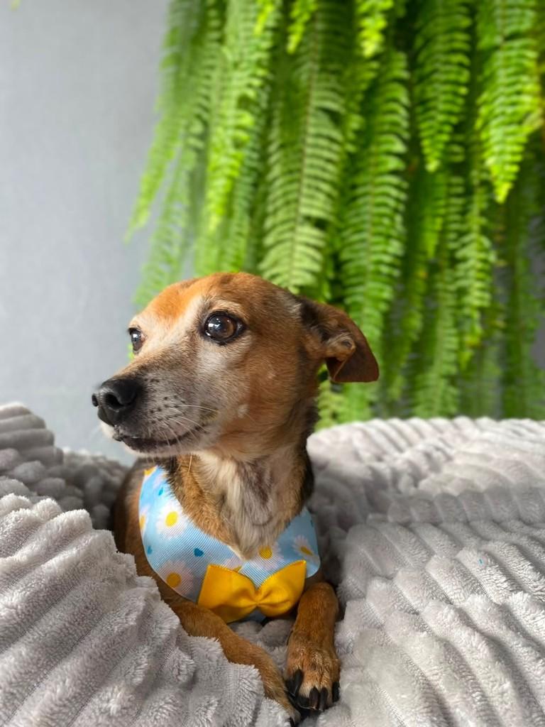Pingo, cachorro de porte pequeno para adoção em Toledo - PR