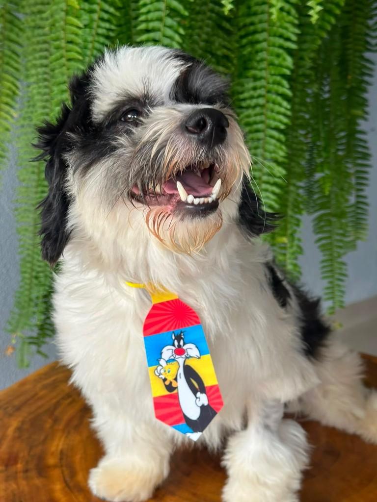 Pierri, cachorro de porte pequeno para adoção em Toledo - PR